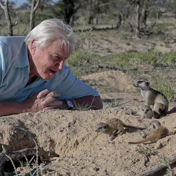 🚨: David Attenborough is turning 100 years old on Friday, May 8