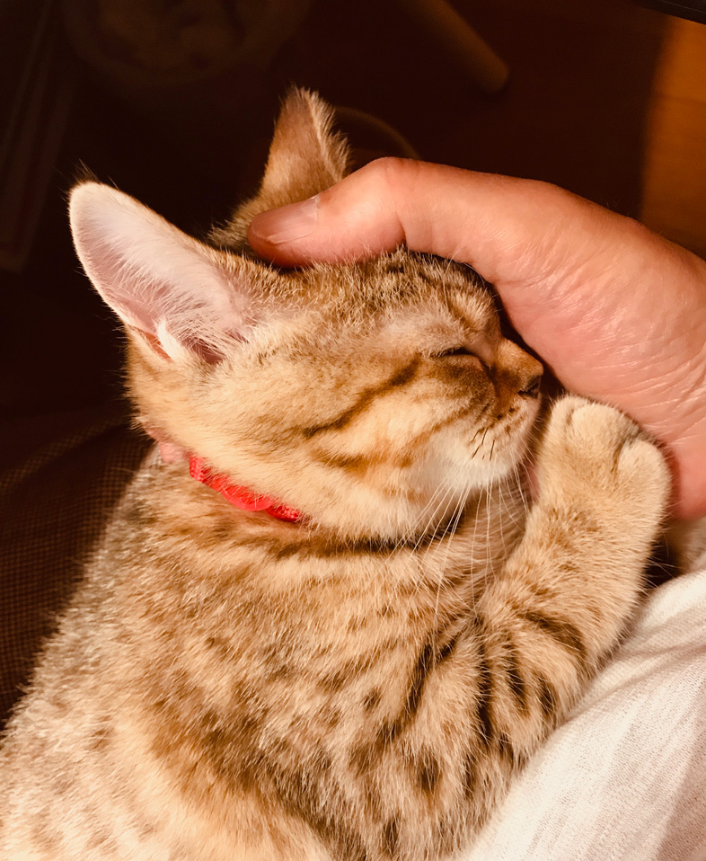 はい、子猫の頃、手の上で寝ちゃった猫上げときますねー。