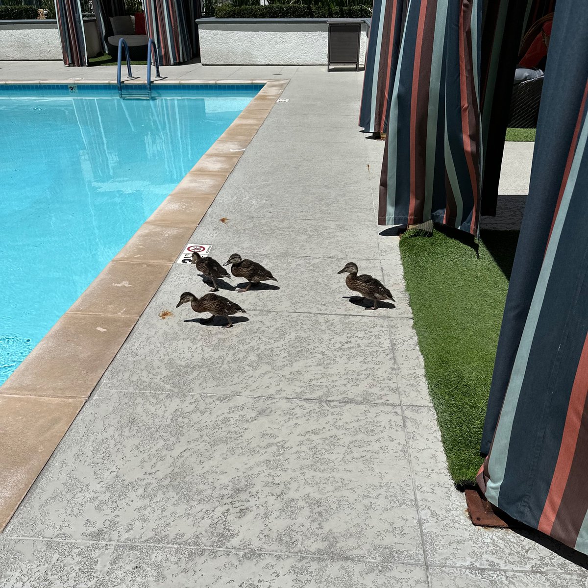 Lovesidentity's tweet photo. Been feeding these lil guys breakfast and dinner since there was 13
of them 😭🦆 https://t.co/s0GEjMQRcp