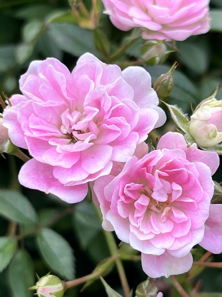 薔薇の名前（Il Nome della Rosa）】 通勤や散歩で出会った薔薇の名前