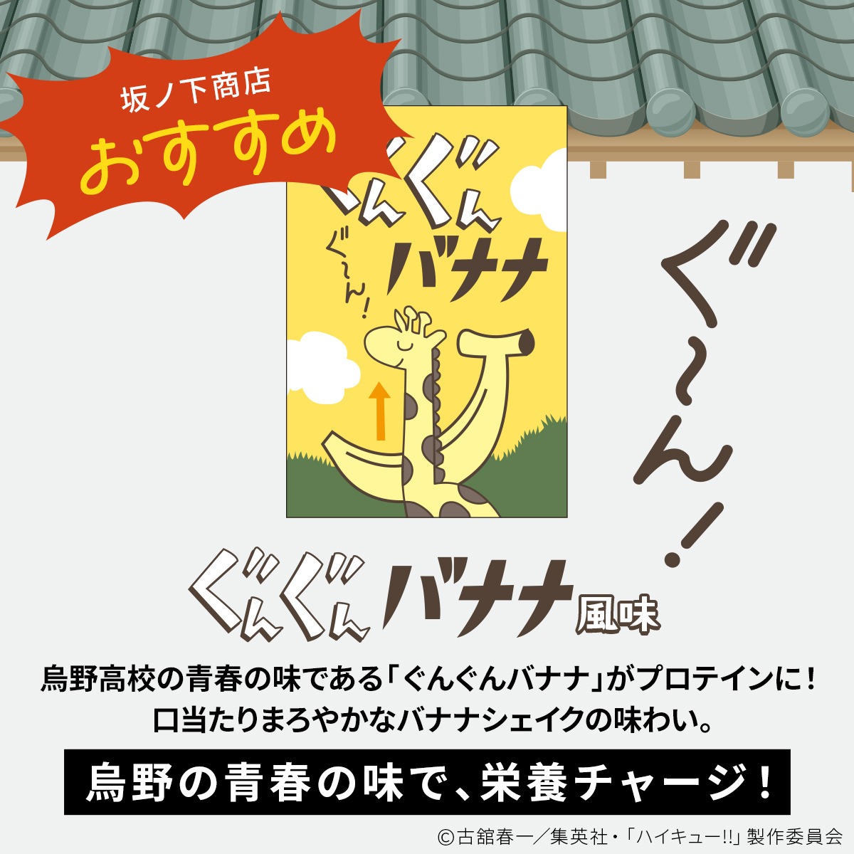 belegend_rs's tweet photo. アニメ「ハイキュー!!」コラボプロテイン🏐
【ぐんぐんバナナ風味】発売開始🍌

🎁耐水ステッカー付き（ランダム3種）
📘烏野高校 プロテインの教科書付き
🏐限定シェイカーも同時発売

あなたに烏野の日常の一杯を。
飲んで、強くなれ。