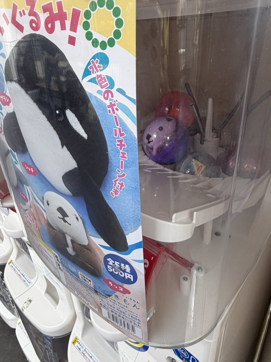 ラッコ🦦いる😊