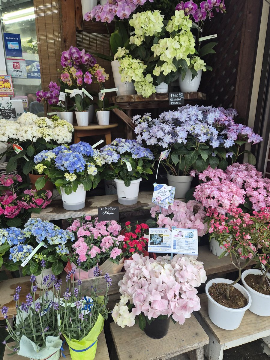 FS_konno's tweet photo. 母の日に向けて、鉢花がさらに充実してきました💐

カーネーション、あじさい、胡蝶蘭、カラー、ラベンダー、カルミアなど、店頭はすっかり母の日の彩りです。

かわいらしいもの、華やかなもの、落ち着いた雰囲気のもの。
贈る方の雰囲気に合わせて選べるよう、いろいろ並べています。

母の日の贈りものは、ぜひお早めにどうぞ。

#母の日 #母の日ギフト #mothersday #mothersdaygift

#逗子 #葉山 #zushi #hayama #花 #flower

#おは戦80507🌴bo
#おは戦80507mm 🌴

#企業公式相互フォロー
#企業公式さんと繋がりたい
 https://t.co/W0W7TJhJET
