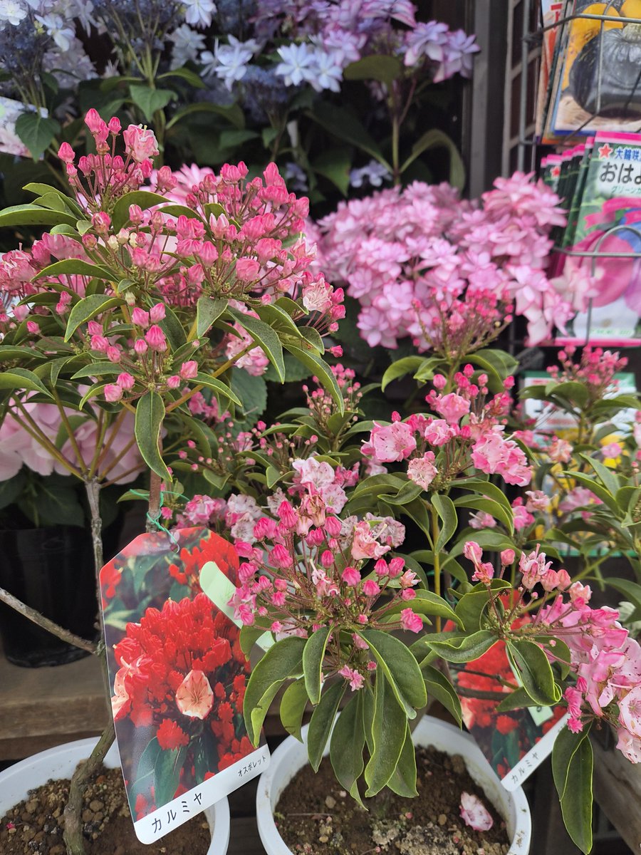 FS_konno's tweet photo. 母の日に向けて、鉢花がさらに充実してきました💐

カーネーション、あじさい、胡蝶蘭、カラー、ラベンダー、カルミアなど、店頭はすっかり母の日の彩りです。

かわいらしいもの、華やかなもの、落ち着いた雰囲気のもの。
贈る方の雰囲気に合わせて選べるよう、いろいろ並べています。

母の日の贈りものは、ぜひお早めにどうぞ。

#母の日 #母の日ギフト #mothersday #mothersdaygift

#逗子 #葉山 #zushi #hayama #花 #flower

#おは戦80507🌴bo
#おは戦80507mm 🌴

#企業公式相互フォロー
#企業公式さんと繋がりたい
 https://t.co/W0W7TJhJET