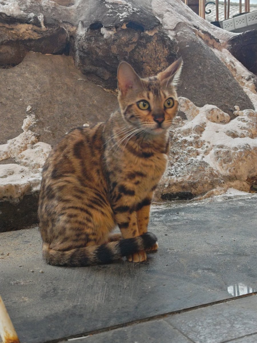 isrmse's tweet photo. どこから来たのかな？
迷い猫さんだと思うけど… https://t.co/9LsxQjWpfT