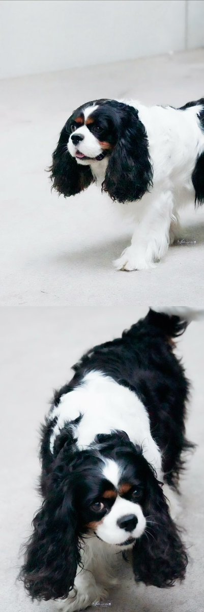 Here’s King Charles Spaniel Universe
Which puppy would you pick?🫢

🐕‍🦺Nick🦊
🐕‍🦺ShuangWaiWai🥛
🐕‍🦺Nick’s new friend XiaoDeng💡

I’ll pick little Nick🥰#คุณหนูน้องนิค
<a href="/patrick_pppat/">Patrick</a> #แพทริค
#PatrickFinkler #尹浩宇
#小狗请开门 #DoggyPleaseOpenTheDoor