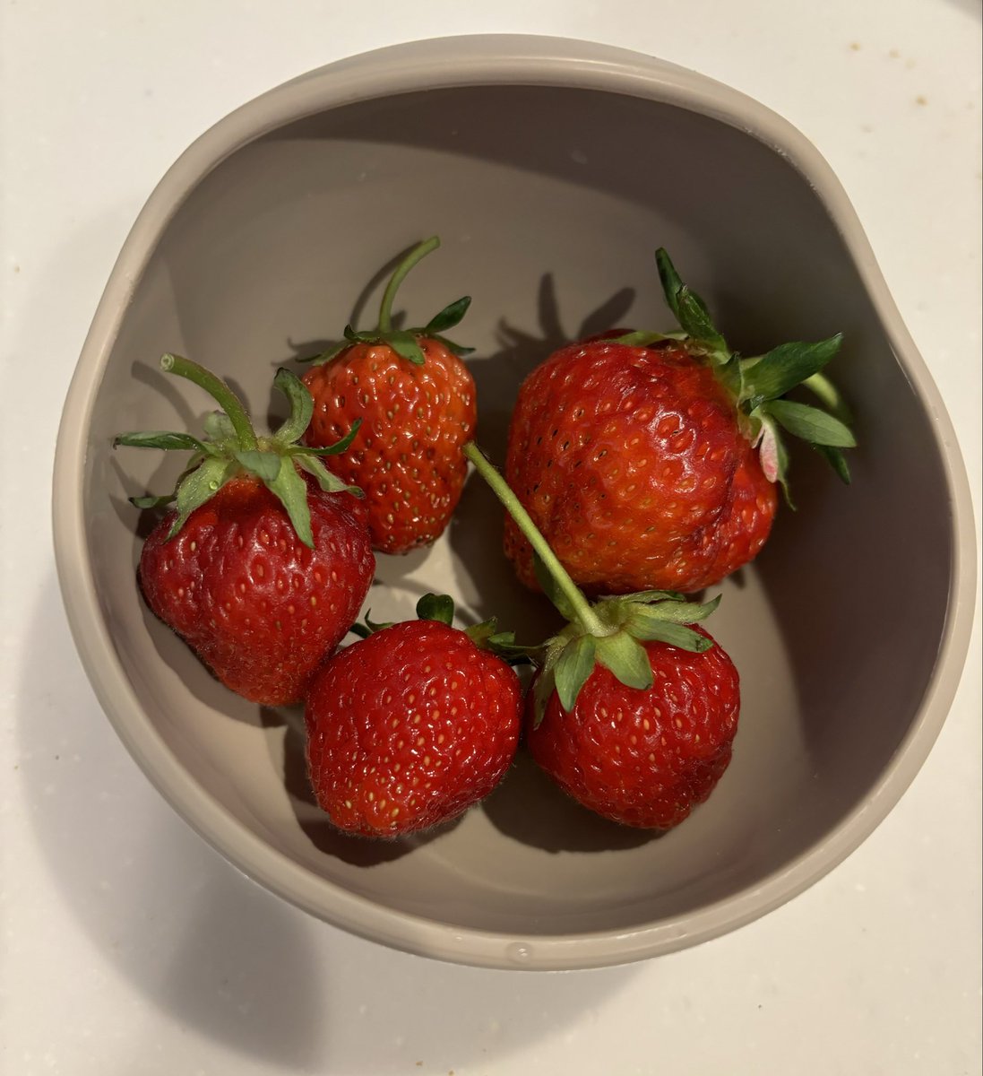 mugi_028's tweet photo. こちら昨日の収穫🍓🍓🍓🍓🍓
紅ほっぺ1（14g）
越後姫4（13g、15g、19g、38g）

越後姫小さいののどれかちょっと酸味強めだったけど、枝折れしかけのイチゴだったかどうかわからなくなっちゃった😗 https://t.co/DrkCTmrNl7