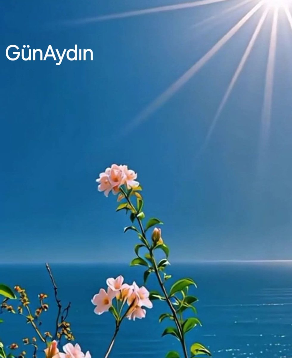 Aydın Sarıoglu tweet media