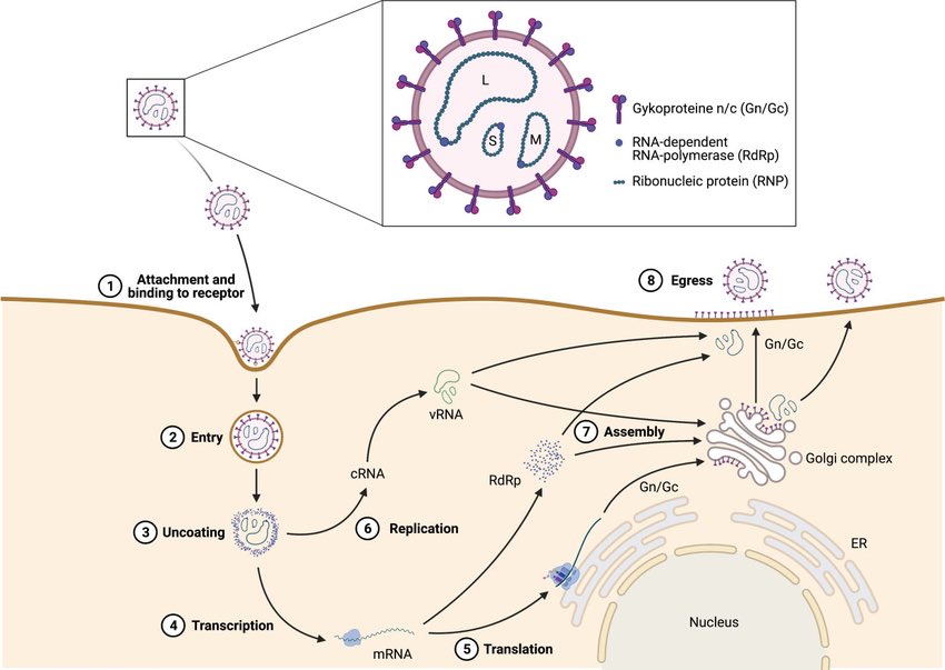 DanyZhen's tweet photo. @dutchessprim Hantavirus replicates in the cytoplasm so a drug that blocks it from entering the nucleus would not be expected to be effective. https://t.co/umnXbHlmqw