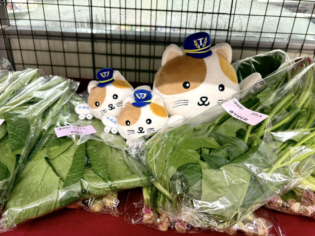 東京シティエアターミナル(T-CAT/ティーキャット) tweet media