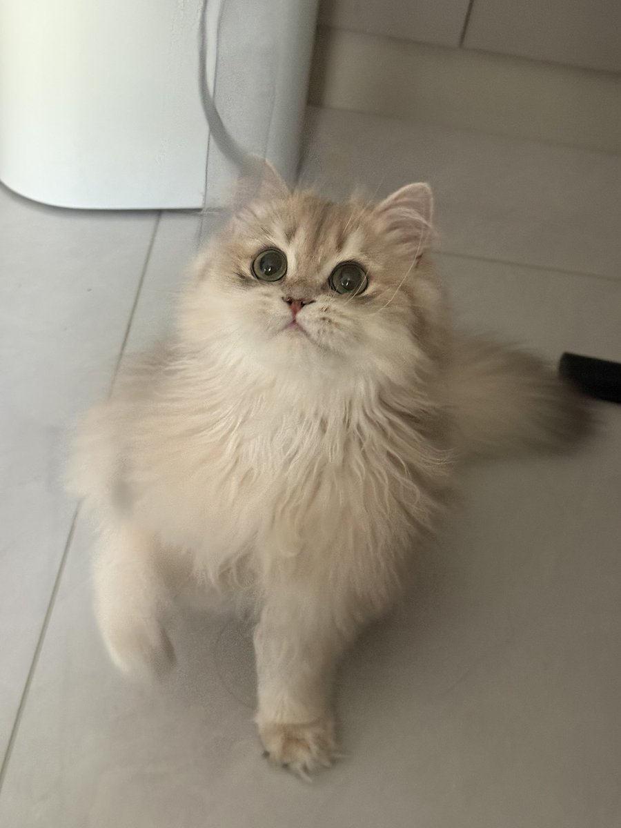 Nwind0720's tweet photo. 我家猫不聪明 https://t.co/5yi7Ul67Hl