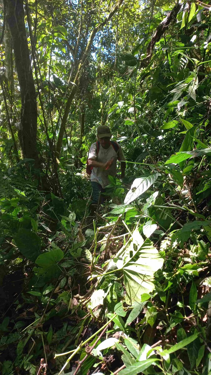 Reforest Trees tweet media