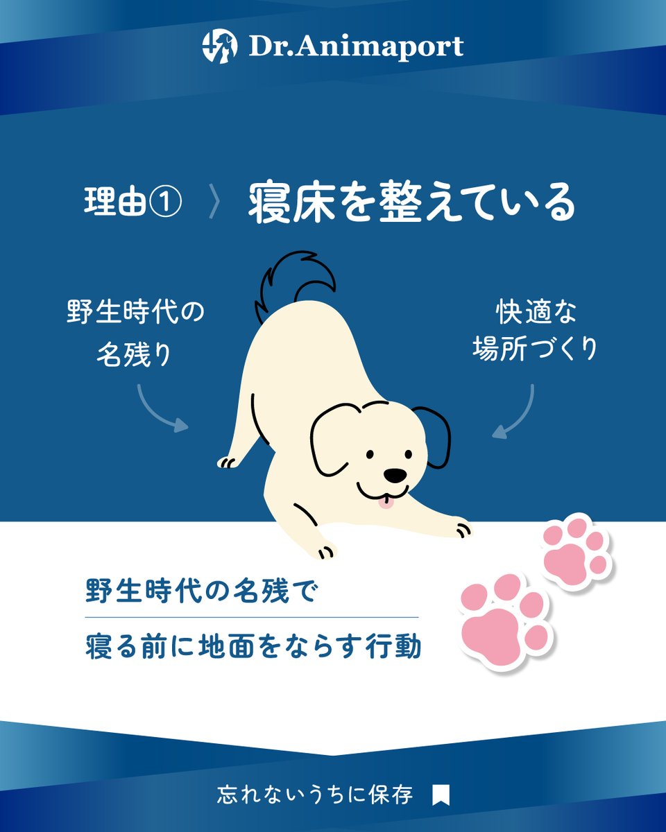 PLANLABofficial's tweet photo. 寝る前にベッドや床をカリカリする犬🐶
実はこれ、寝床を整えたり安心するための本能的な行動です💡
におい付けやリラックスの意味もあります🐕
ただし激しすぎる場合はストレスのサインかもしれません！

#DrAnimaport
#ドクターアニマポート https://t.co/cxqjpmO7FZ