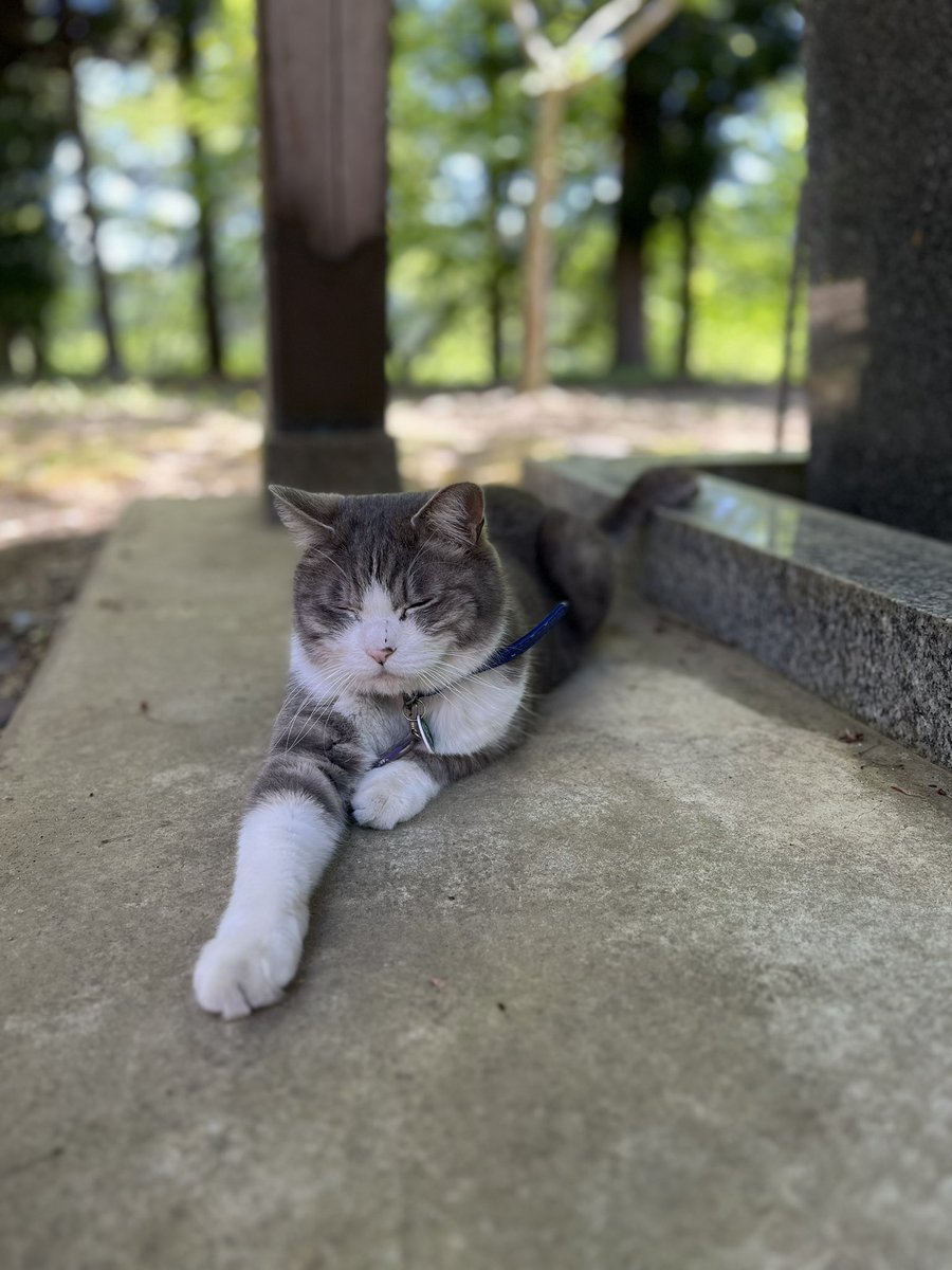 ⛩️バイク神社⛩️まで、カブツー。
#スーパーカブ
#バイク神社
#猫神社