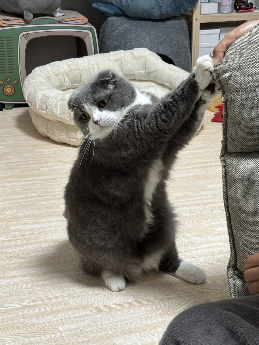 🐱「助けろ人間」