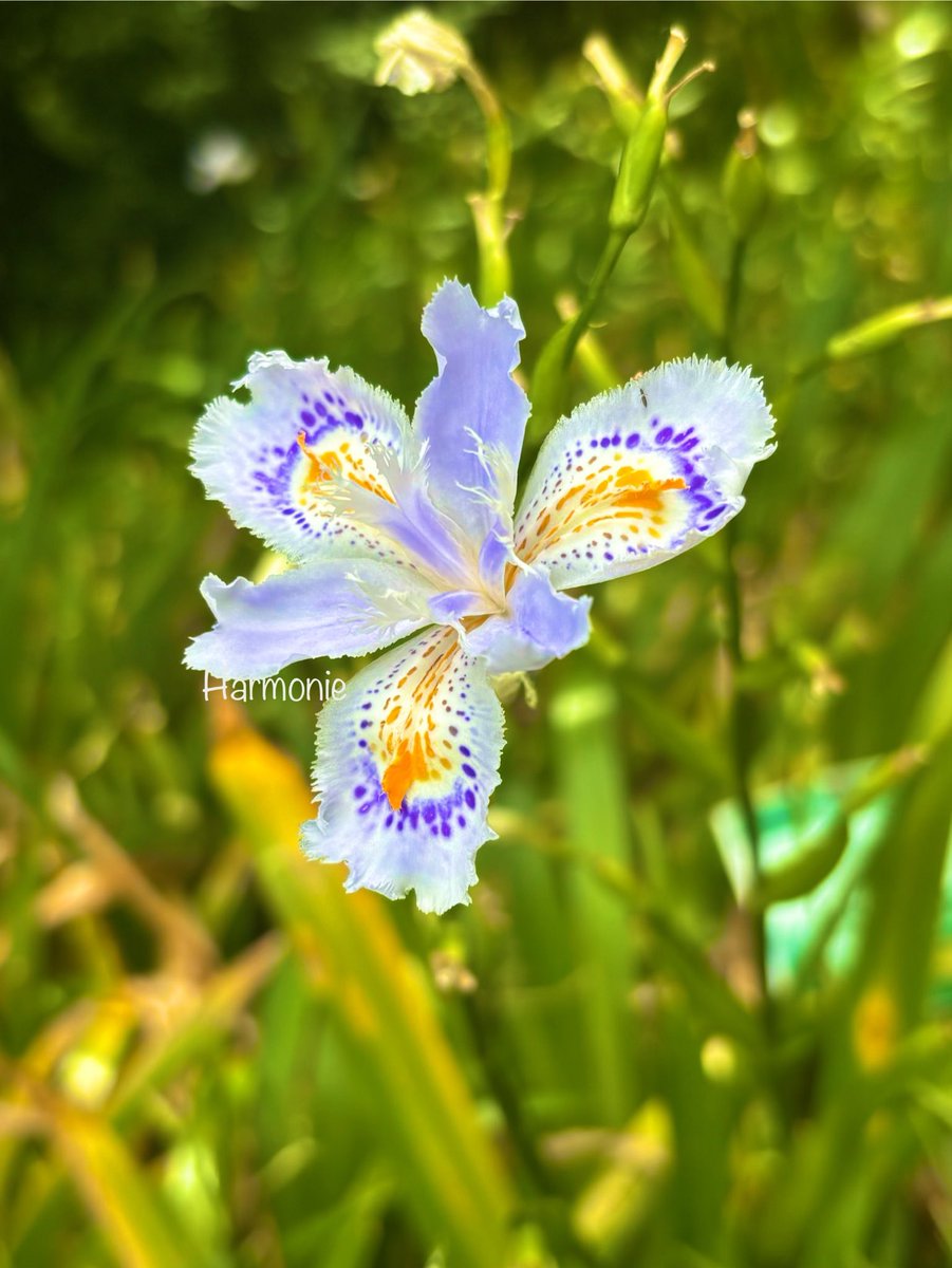 🕊️Harmonie tweet media