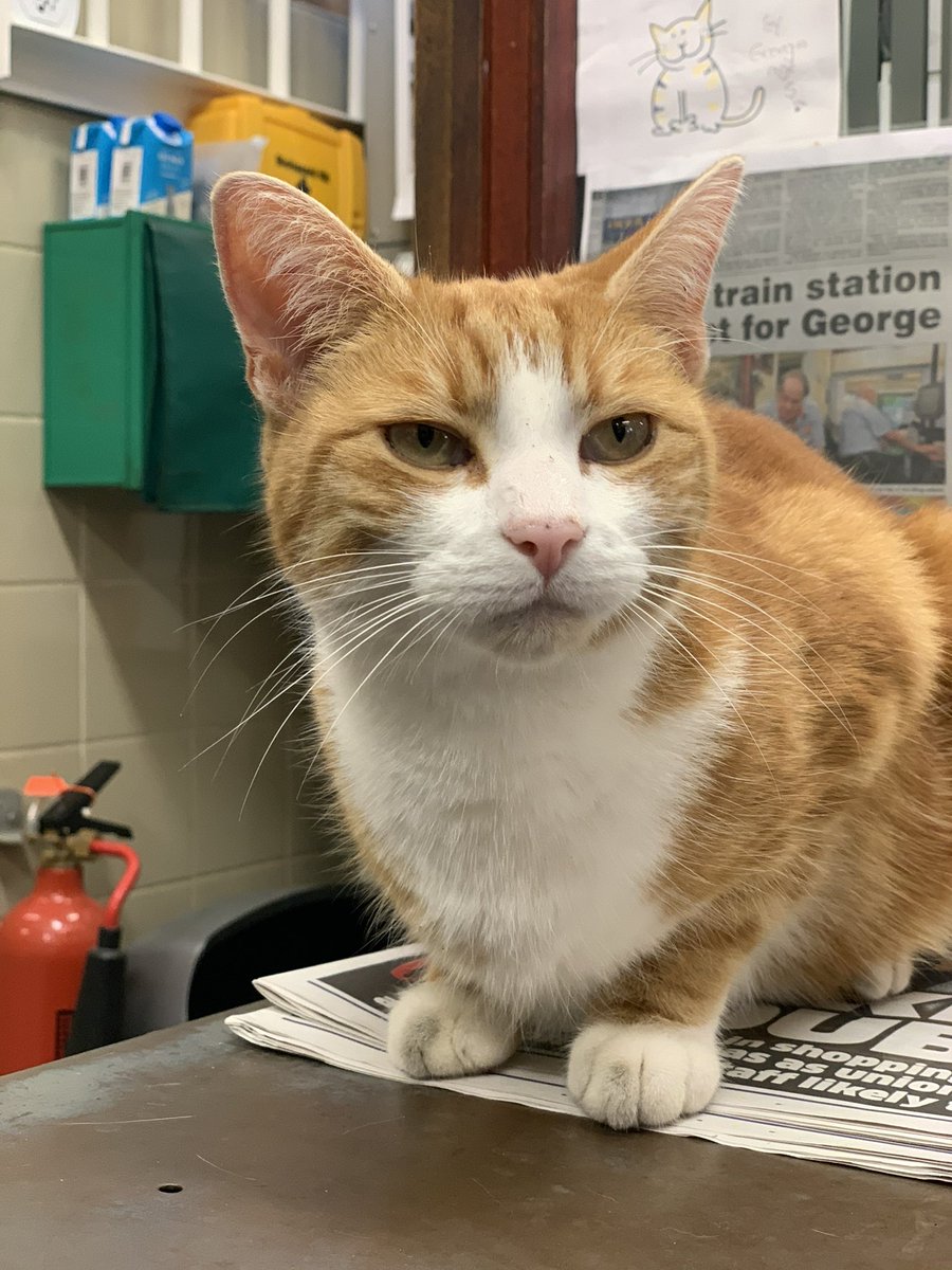 George The Stourbridge Junction Station Cat tweet media