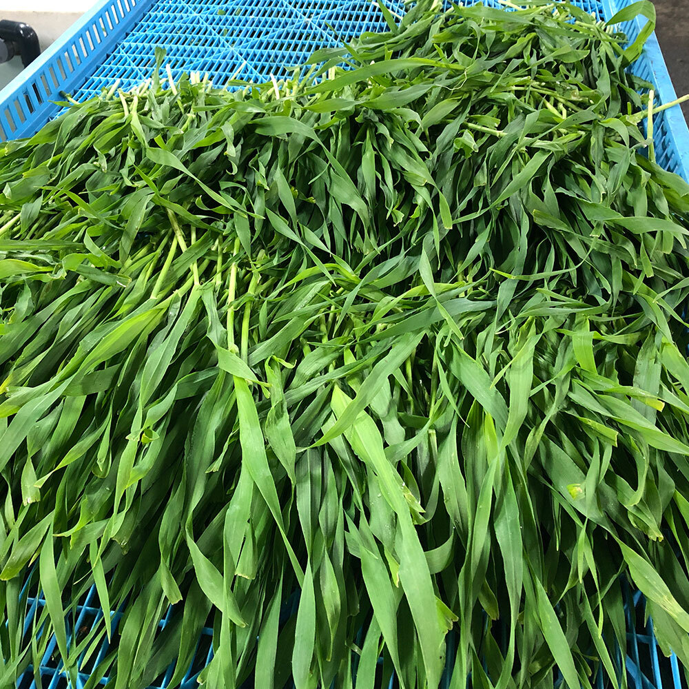 leaf_usayama's tweet photo. 令和8年収獲のやみつき大麦若葉の販売が始まっています！
穂がつく前の大麦若葉を葉が柔らかいうちに収穫し、国内で収穫～袋詰めまで行った、100%国産の牧草です🥰
4枚目は乾燥機に入れる前の生牧草です。

https://t.co/xBu4iq9HXl https://t.co/rYdtM8DSxA