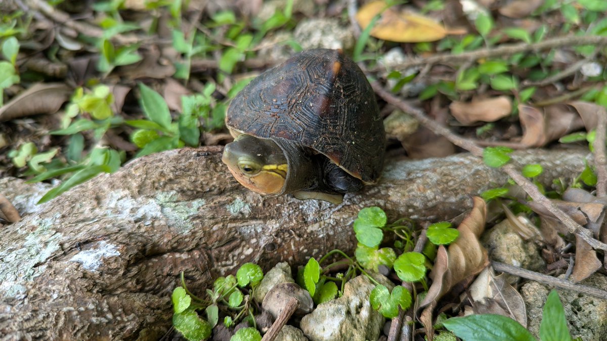 今日も出会えれた🐢✨️
