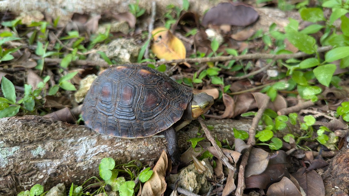 今日も出会えれた🐢✨️