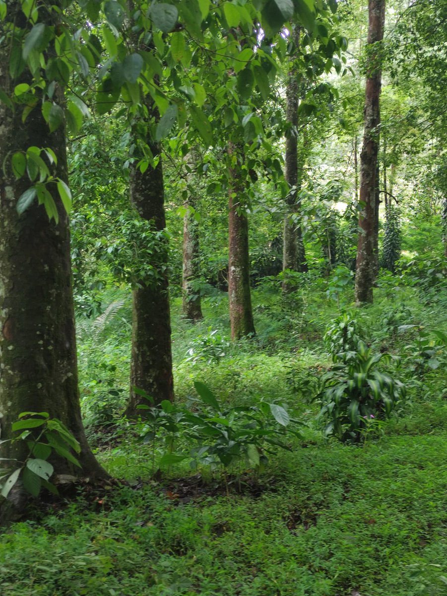 KimureTeam's tweet photo. TBMK memiliki sekurang-kurangnya 142 spesies flora dan 222 fauna yang beberapa diantaranya termasuk kategori dilindungi. https://t.co/MtyEJNHwhp
