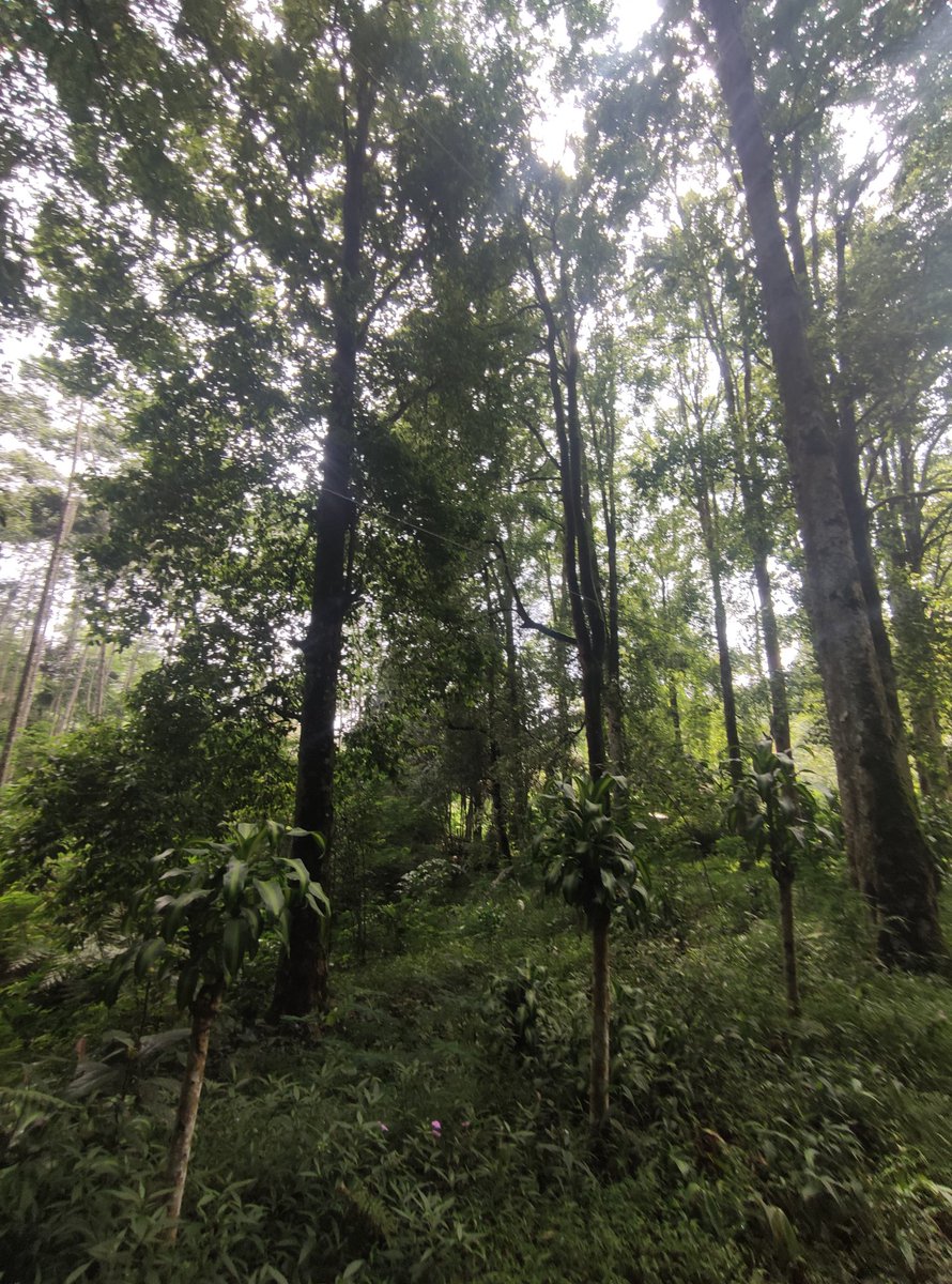 KimureTeam's tweet photo. Melalui "Wali Hutan" ini kami berharap kita bisa membantu bumi untuk tetap sehat untuk masa depan yang lebih baik. 🌱 https://t.co/wRFwzdks99