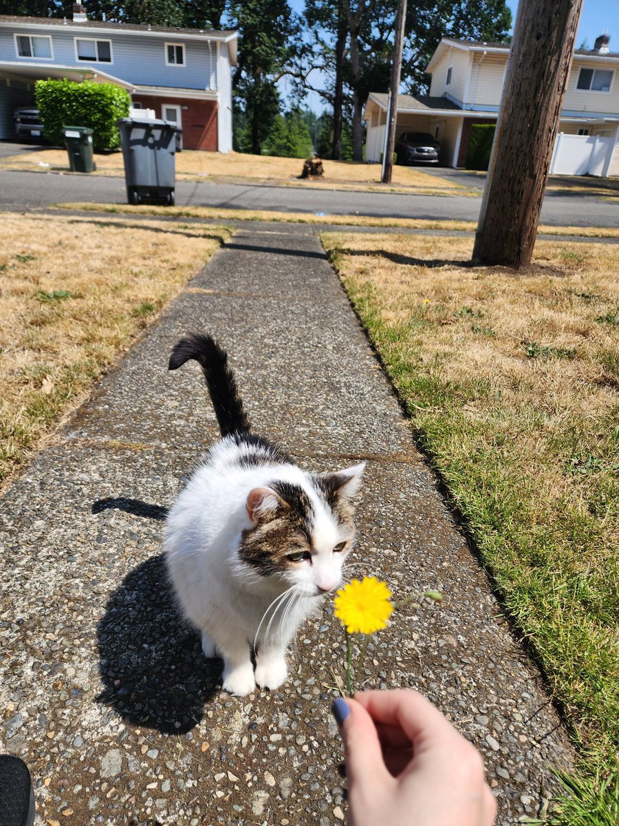 HurahSurah's tweet photo. Going "Computa, make me sad" and looking at photos of my dead cat again here are the highlights https://t.co/HhBCjKQG5C