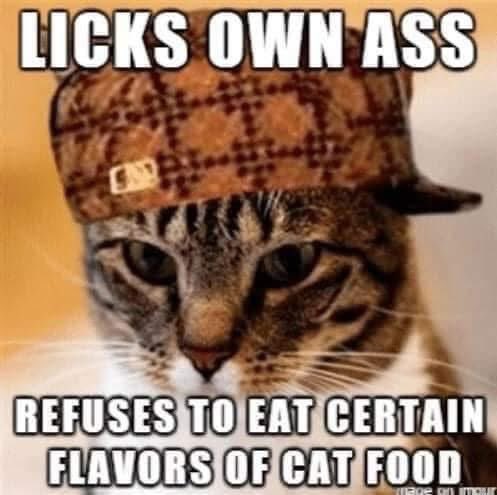 Pablo Memescobar 🐈 tweet media