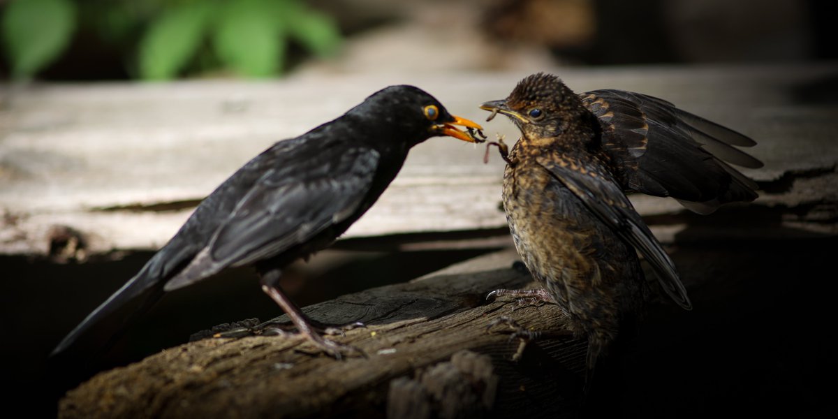 andreaspucher's tweet photo. amsel-frühstück.

#mahlzeit
#fütterung 
#frühstück
#amsel 
#krems https://t.co/lofuRUvGbN