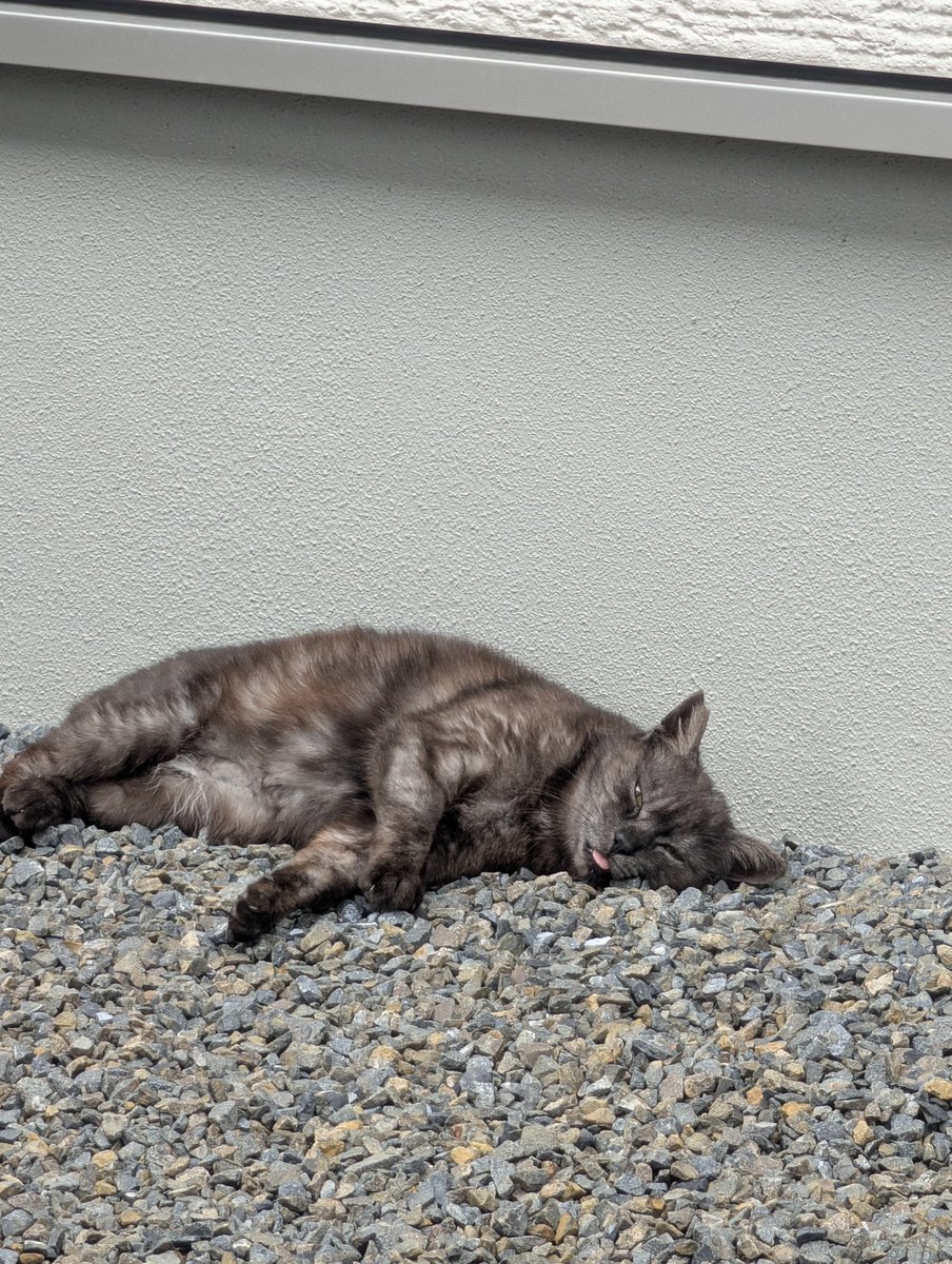 我が家の敷地で寛いでいる猫様黒兵衛🐾