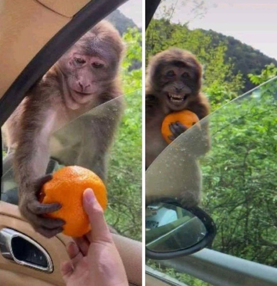 Monkey tweet media
