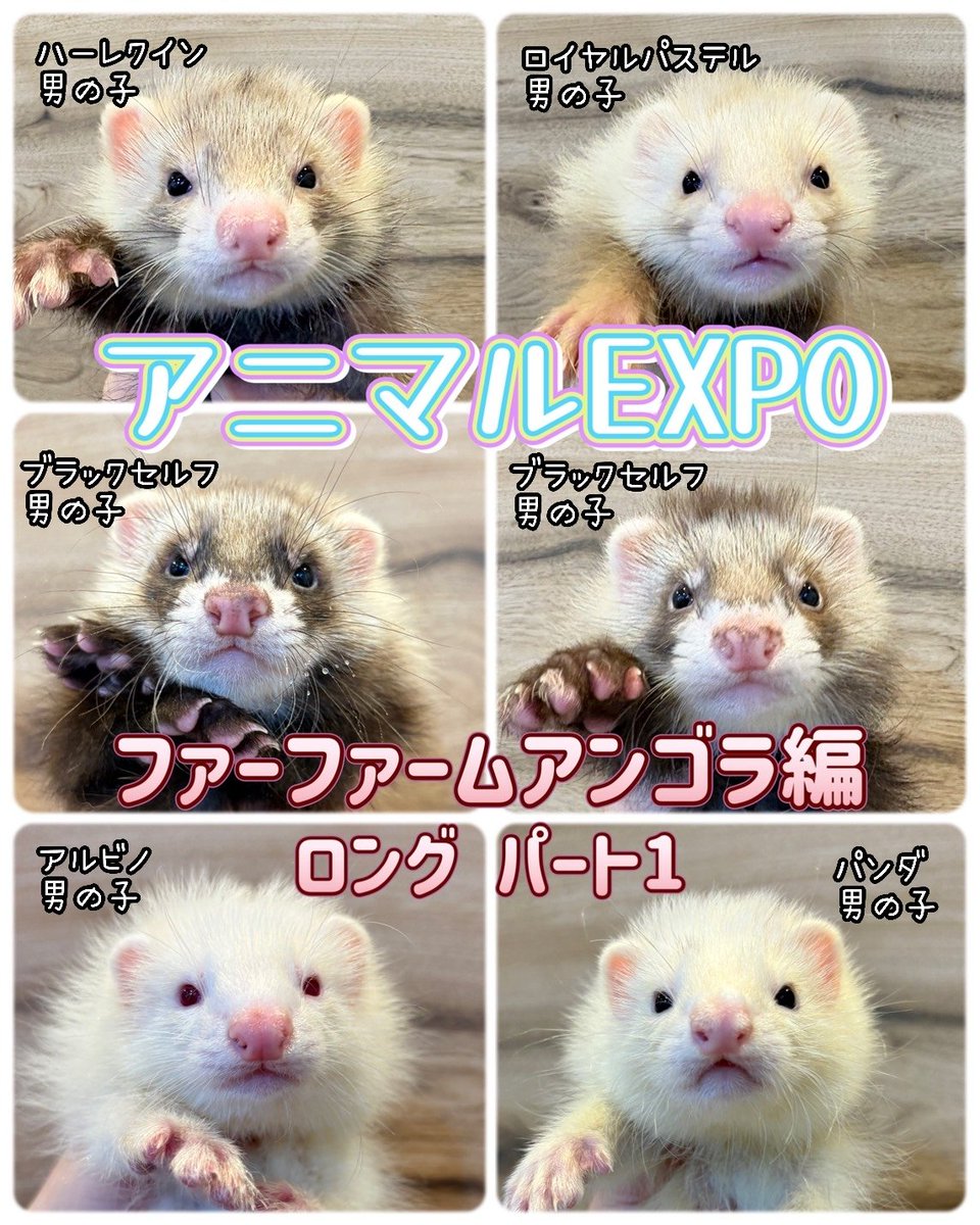 fwnakano's tweet photo. 5/10に浅草で開催される『#アニマルEXPO2026 』会場で初🌟お披露目のファーファームアンゴラフェレットちゃん、今回はロングの子達のご紹介です✨️ロングだけで総勢12匹‼️‼️モサモサパラダイスで連れていきます💪🏻❤️‍🔥
この後も会場で出逢える子達のご紹介が続きますのでお楽しみに🌠🌠 https://t.co/P4iJtZyJKe