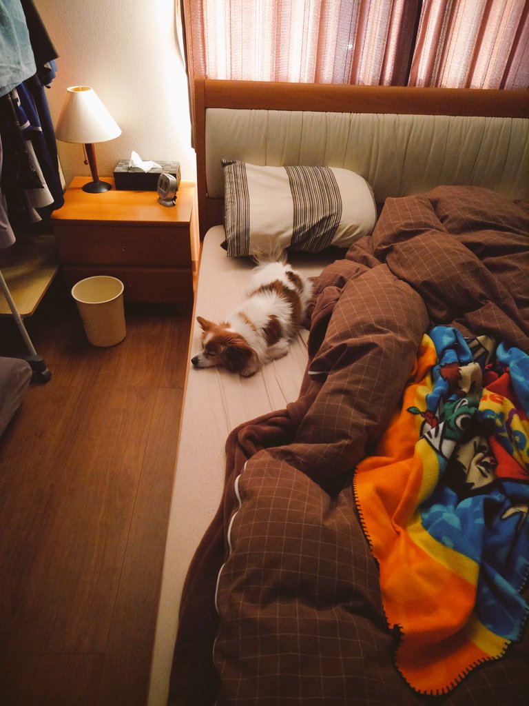 Sushibone09's tweet photo. I wonder which place he prefers to sleep? https://t.co/x2IRciEheD