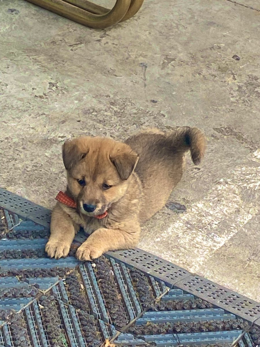 TG0771's tweet photo. 贪吃小🐶 https://t.co/IscK14n98a