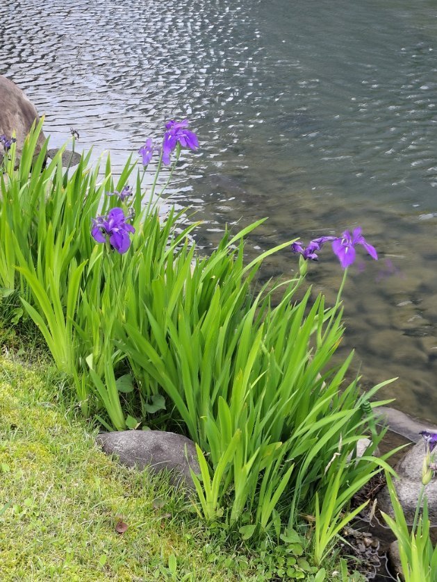 supringmt's tweet photo. 新緑がきれいなこの時期は、外が気持ちいいけどこの日は風が強かった。 https://t.co/SqKPH0TUFc