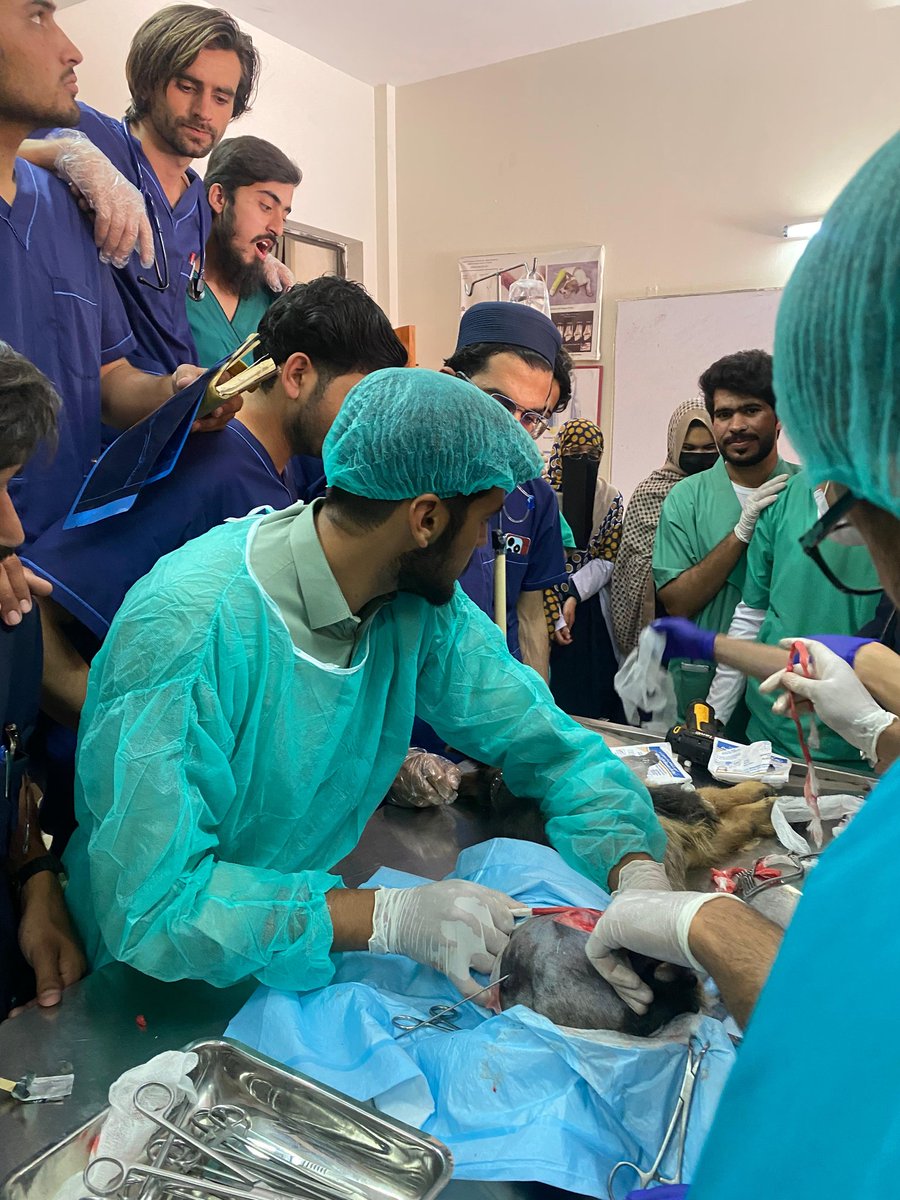 Muhammad676268's tweet photo. Femur bone fracture
Interamedullary pinning of femur bone
#veterinaria #doctorkorno #شہید_شیخ_ادریس_رح https://t.co/zZdAyt2uAz