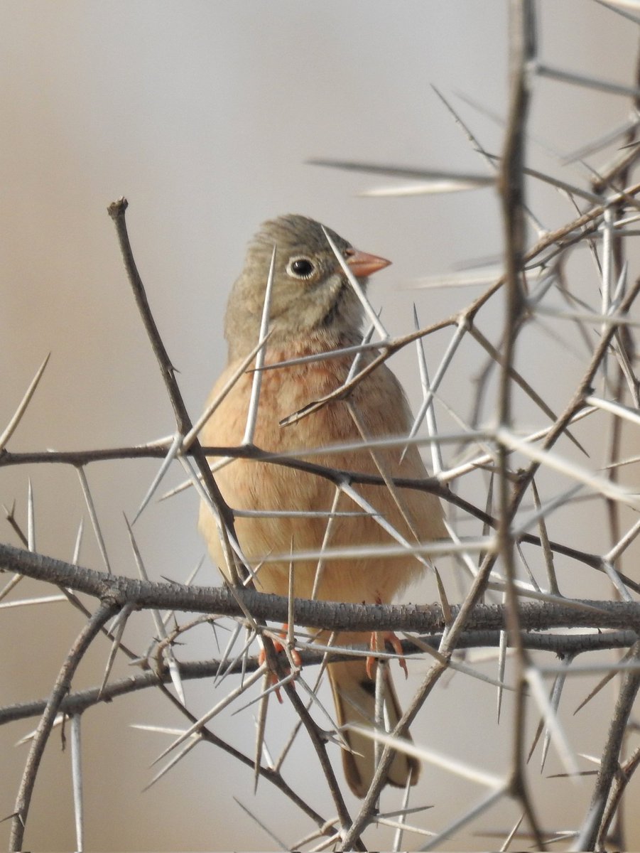 111johnny's tweet photo. Grey-necked Bunting

जमजौहारा 

#IndiAves
#BirdsSeenIn2026 https://t.co/WOAisoXXXC