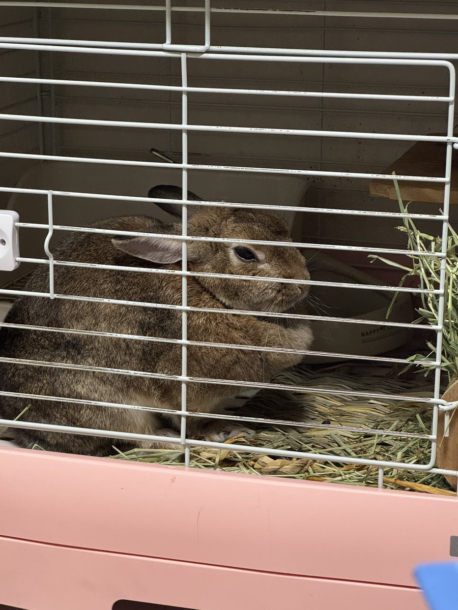 coco_usagi37's tweet photo. 午後の昼下がりは眠そう…
そして、その顔でこっち見ないで🤣w
#ウサギ
#うさぎ https://t.co/Iz3XXwG0qi