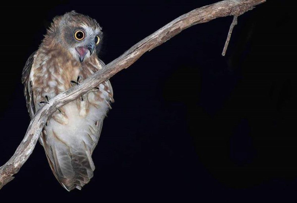 Daily Owls tweet media