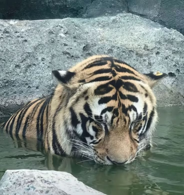 dont look so down lil tiger ... theres alot of beauty in this world still to see ...