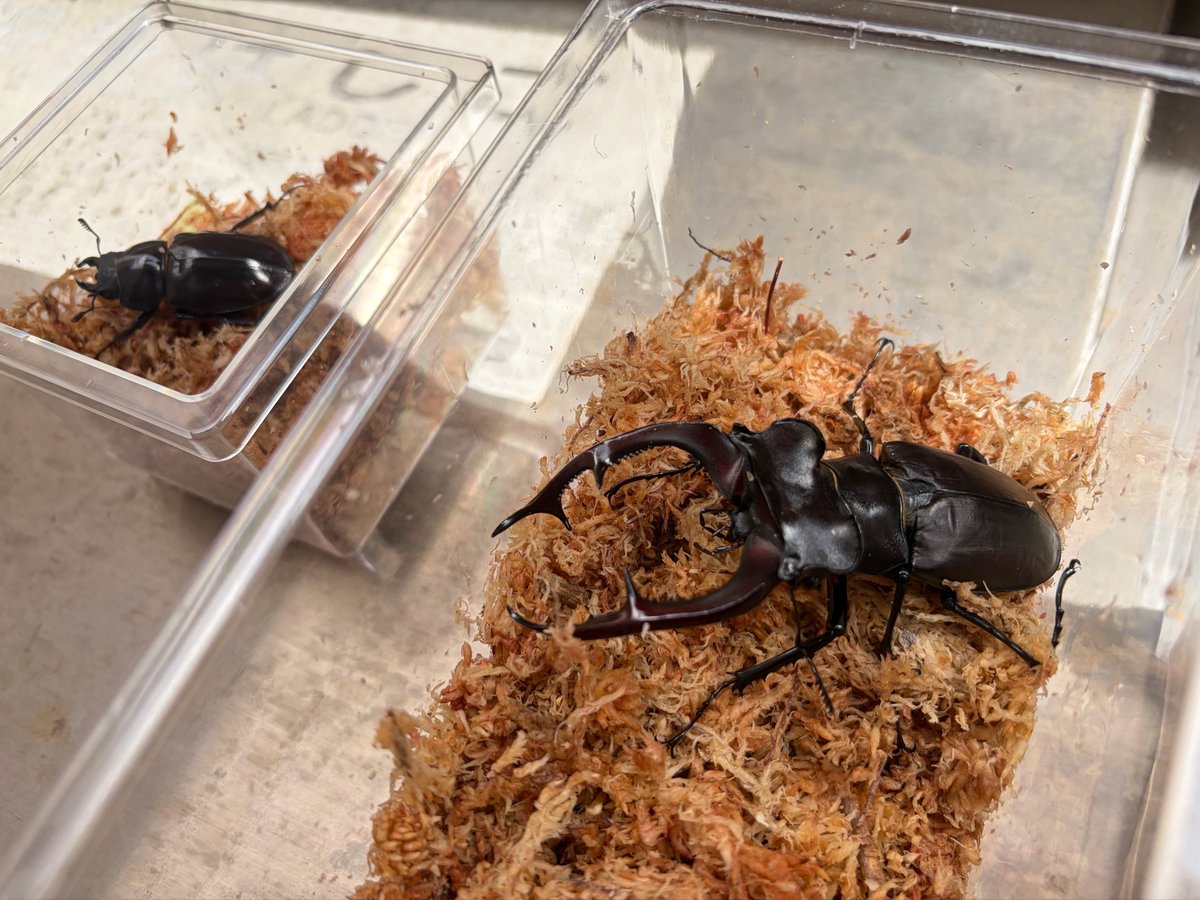 クウガ tweet media