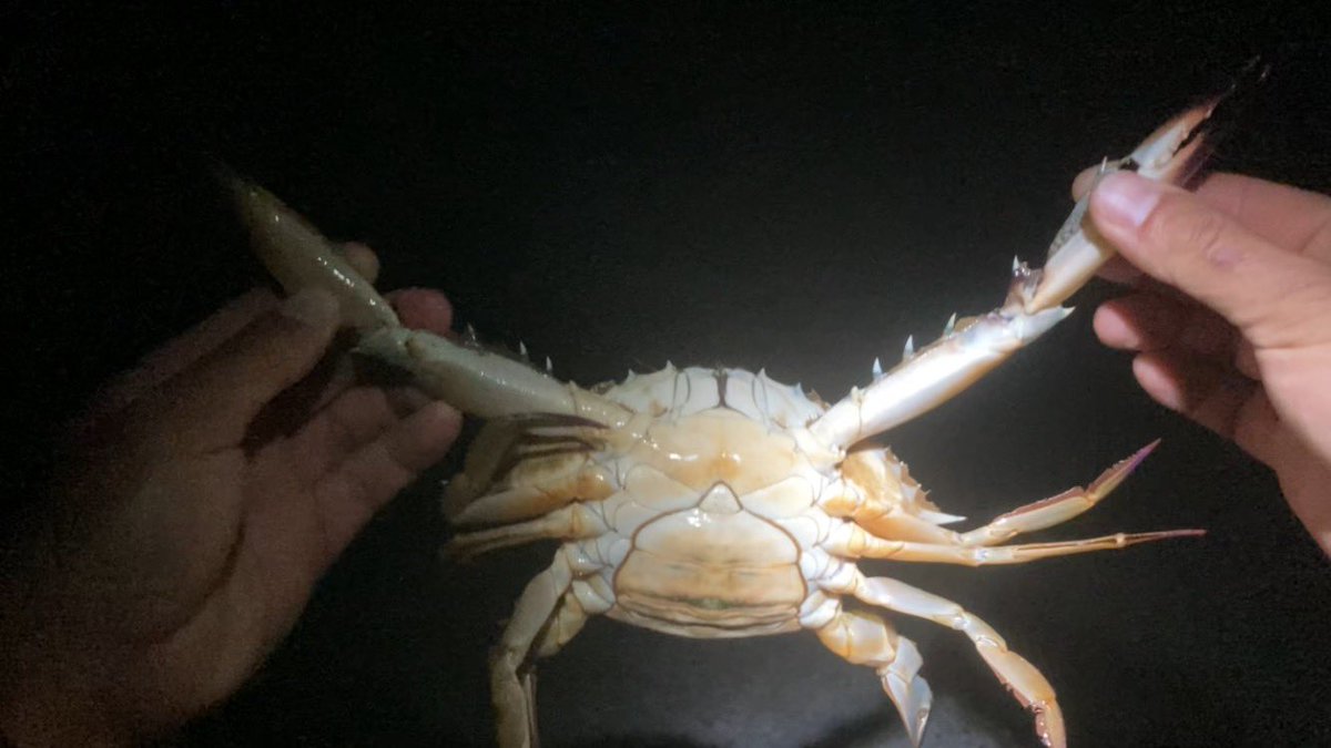 chuntaicho's tweet photo. 釣れた魚を食べにカニまで釣れました🦀

#沖縄釣り https://t.co/mhYRmyk7Fb