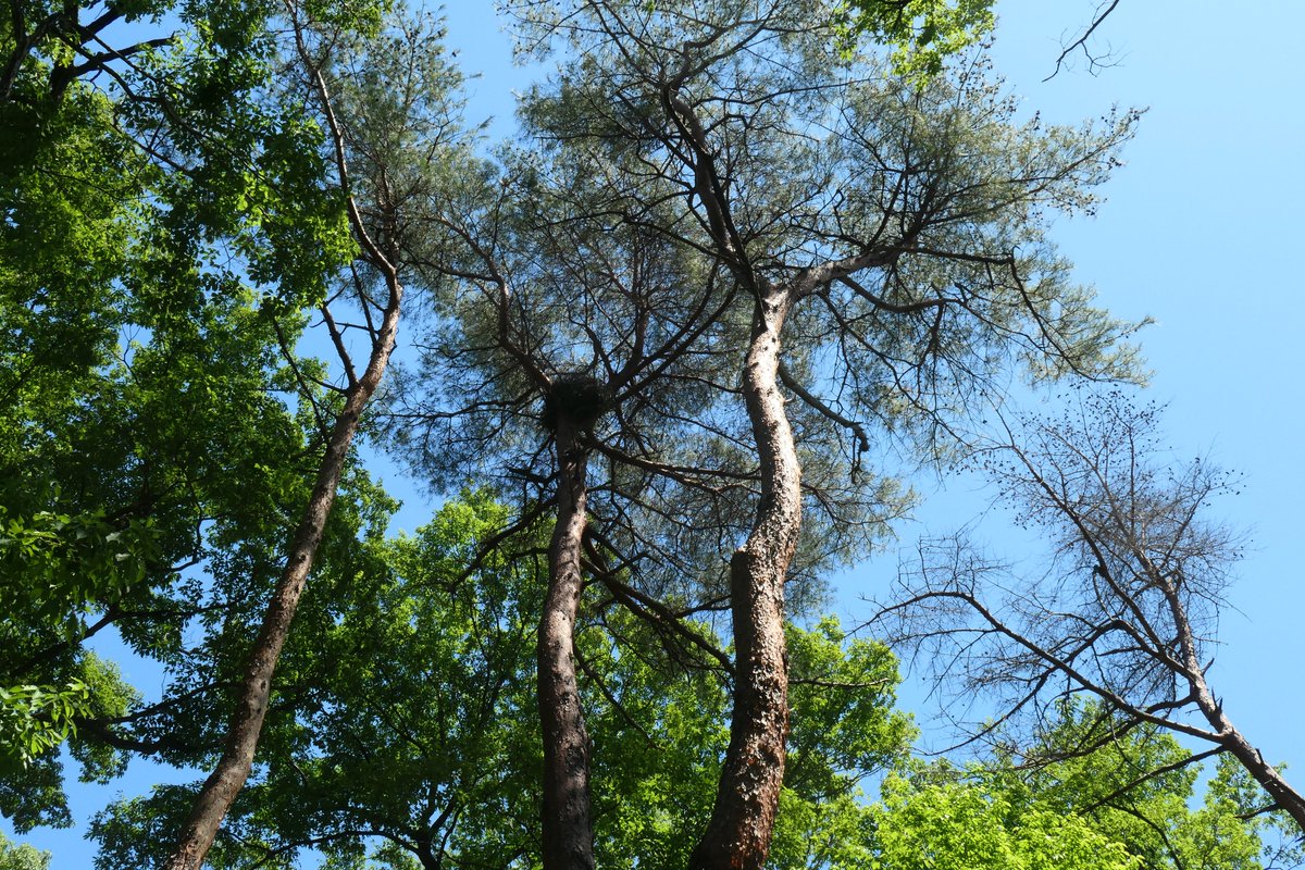 ①②立枯れたアカマツの木からきのこ（ヒトクチタケ）がたくさん生えている。③ここには立枯れのクヌギの木も多い。④一昨年、オオタカが巣をかけた松の木だが、生育が悪く、すでに枯れている木も混ざっている。
5月初旬。