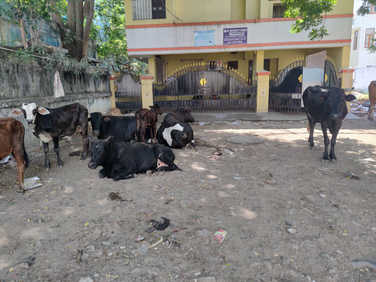 jilaba99's tweet photo. @chennaicorp
Sir, lots of cows across,not tied and so much of dungs across the places.
Waste being dumped &amp; no proper drainage system from the nearest building. Filthy smell and lots of mosquitoes. Do take necessary ACTION!Location Jainagar,Arumbakkam, near Chennai middle school. https://t.co/nAW2h0Fz42