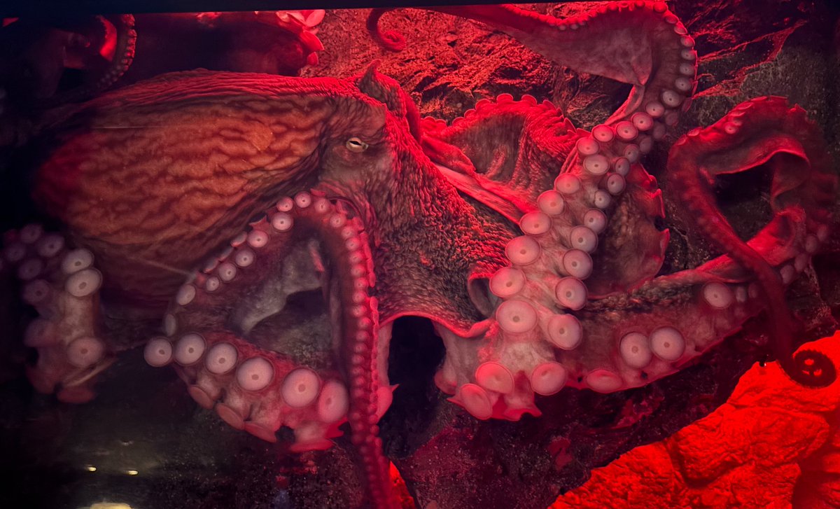 ルルイエより（水族館に行きました）