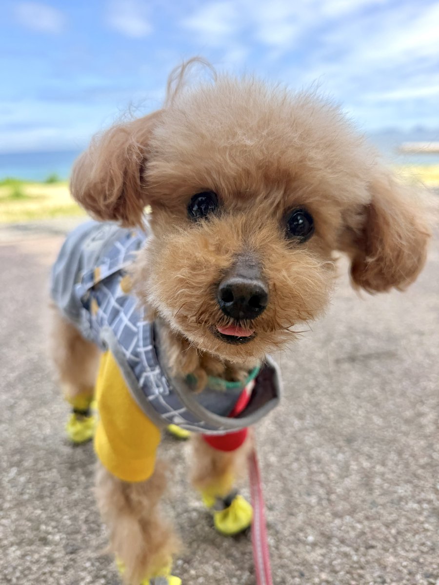 トイプー13歳シニア犬⭐︎ここあ tweet media