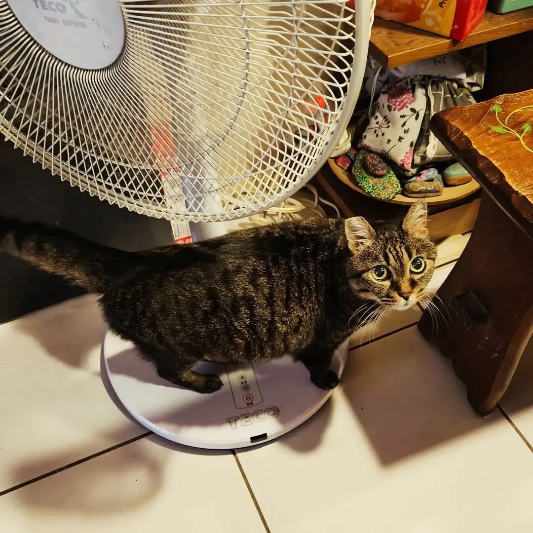 天氣熱 開個風扇