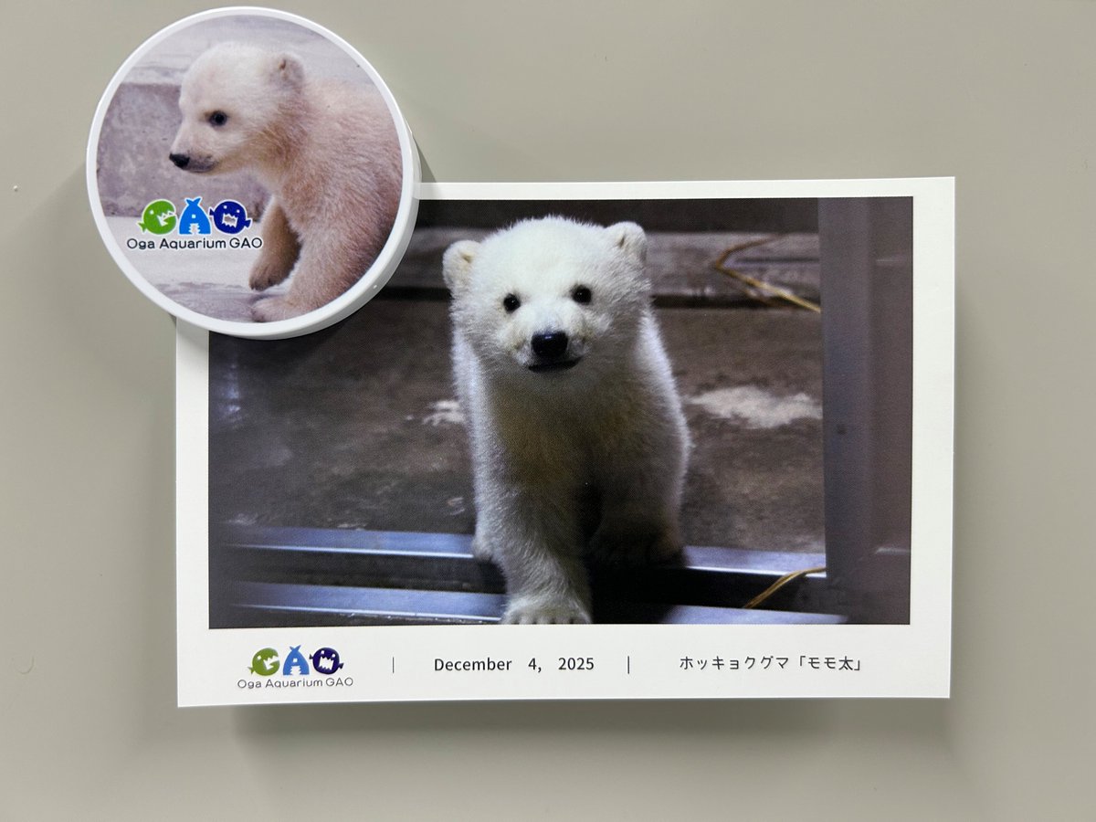   2010 ホッキョクグマ プレート　希少 4月4日～19日ご来館のお客様にお渡しした「12月4日生まれ