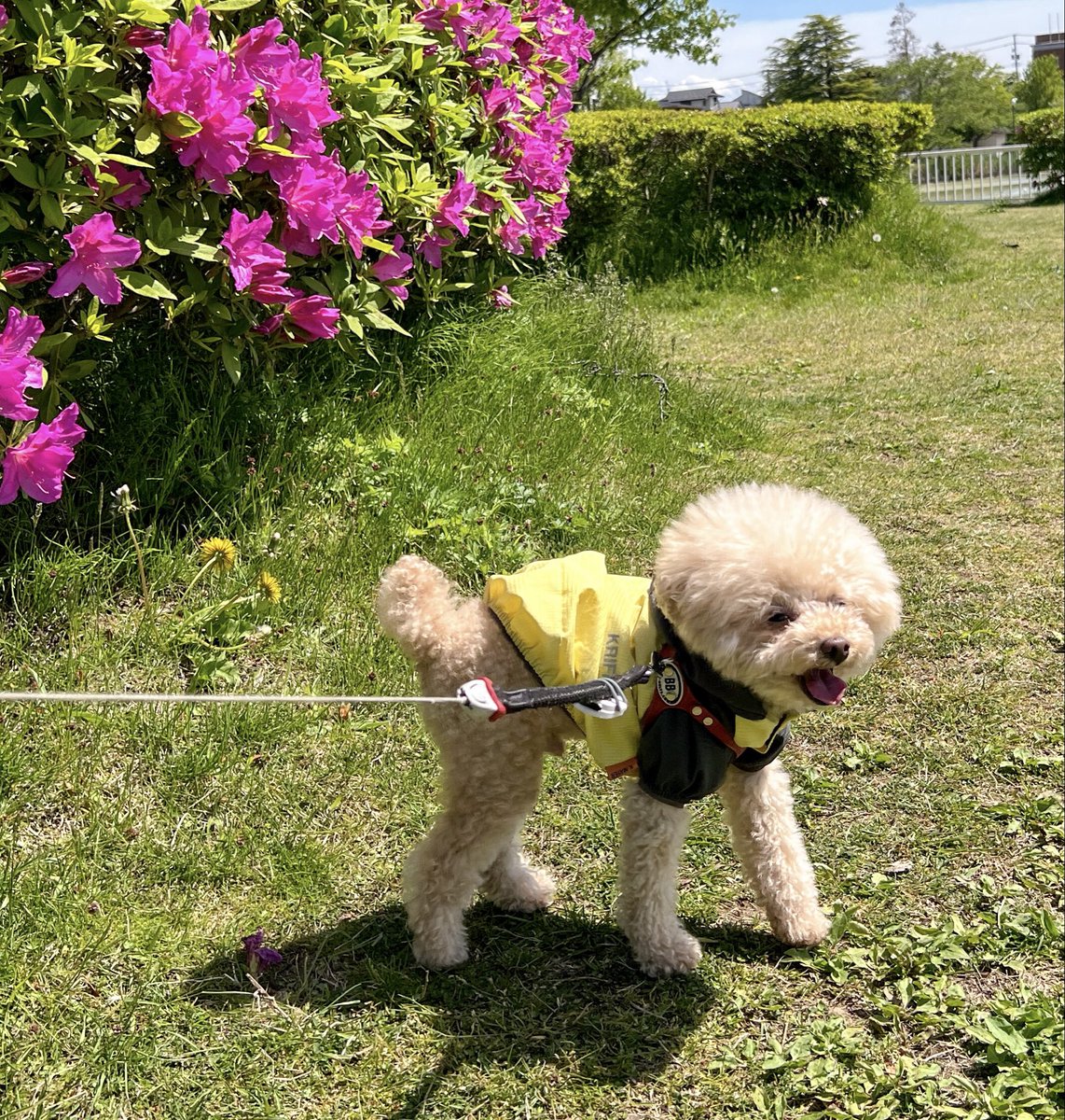 MATSUNOBU3's tweet photo. ゴールデンウィークが終わってやっとニコとゆっくり散歩。
少し暑いけどニコが楽しそうに歩くのを見て癒されてます。 https://t.co/LfkrvIZph9