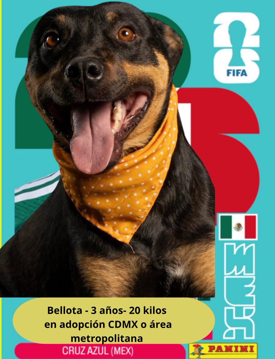 moontserrat95's tweet photo. Miren lo que me salió en las estampitas del mundial , bellota en adopción , protocolo de salud completo 🥹 CDMX o a todo México ! 
Por favor ayúdame dándole RT si estás interesad@ me pondré en contacto contigo https://t.co/oxuaT5MMV3